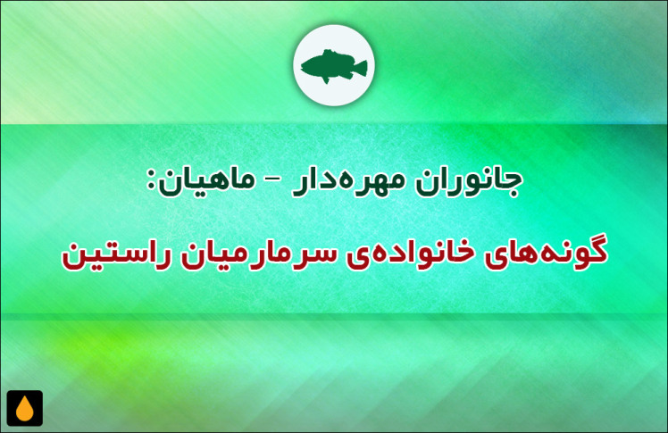 جانوران مهره‌دار - ماهیان: گونه‌های خانواده‌ی سرماریان راستین