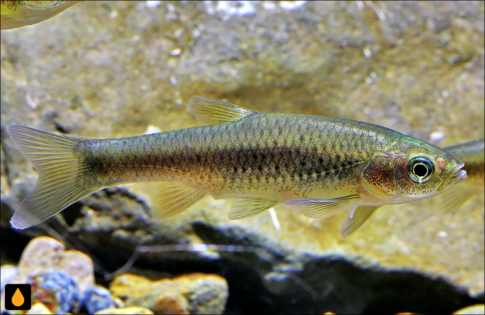 Aphyocypris amnis