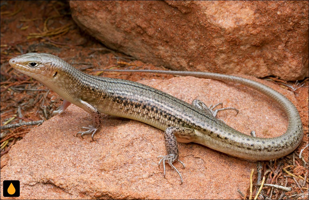 گوش‌شانه‌ای خاک‌رس