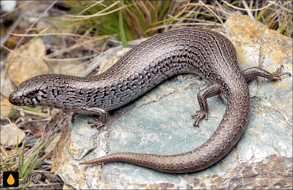 زبان‌آبی باریک شی‌اوک آلپاین