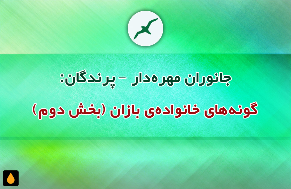 جانوران مهره‌دار - پرندگان: گونه‌های خانواده‌ی بازان (بخش دوم)