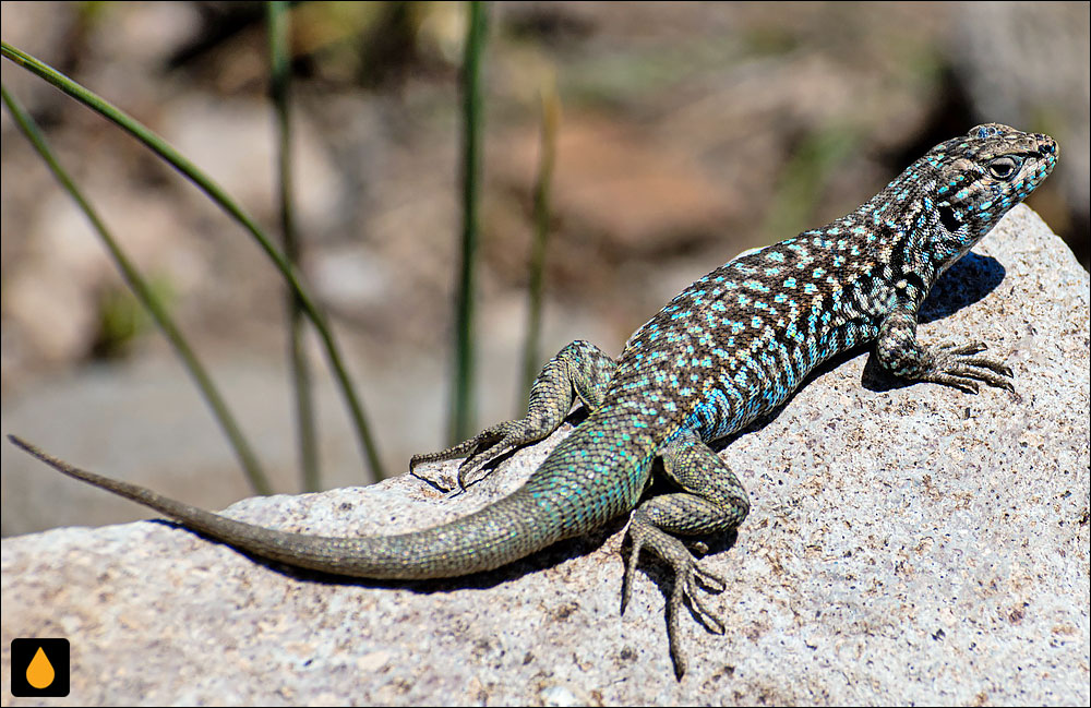 ایگوآنای درختی سبزسیاه