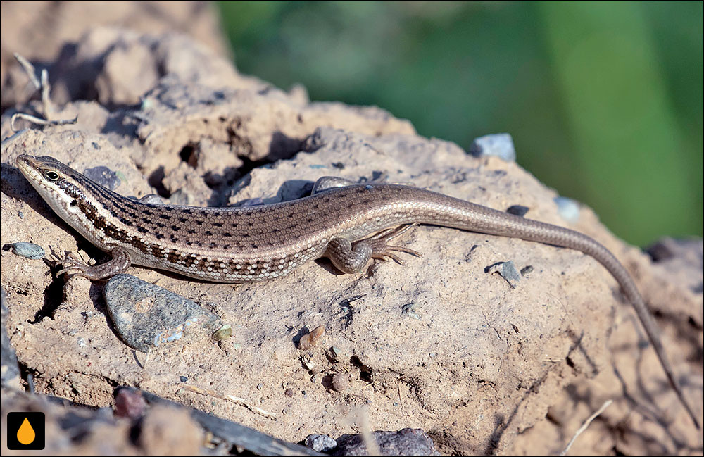 مابویای سبزه‌زار طلایی (سقنقور علف‌زار جنوبی)