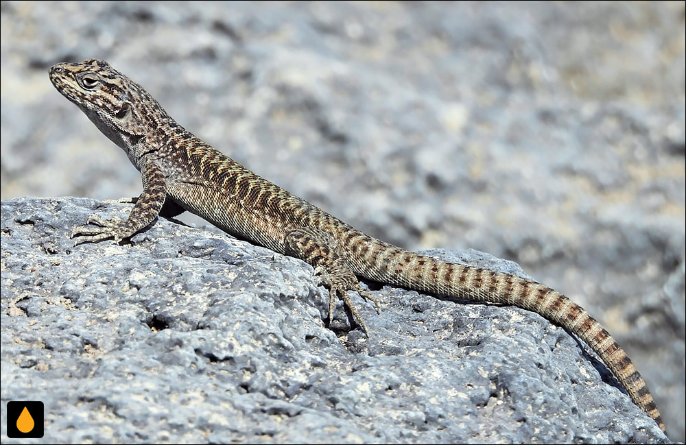 ایگوآنای درختی دراز (مارمولک هموارگلوی دراز)