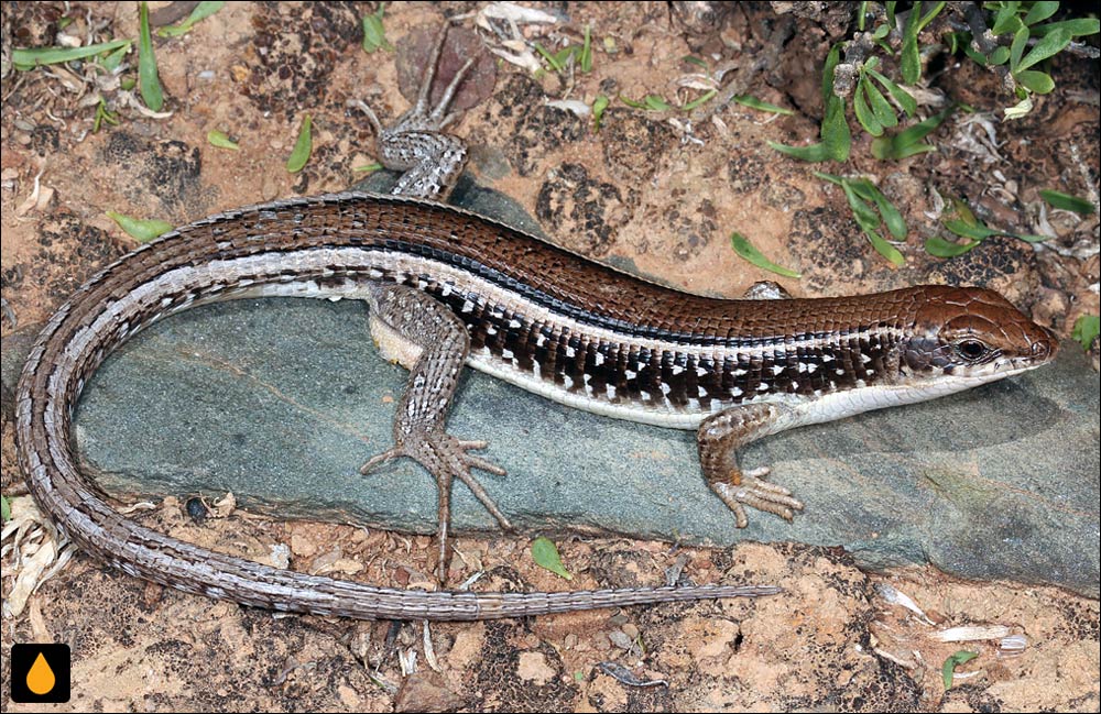 مارمولک پولک‌پوست ناماکو (مارمولک پولک‌پوست کارو)