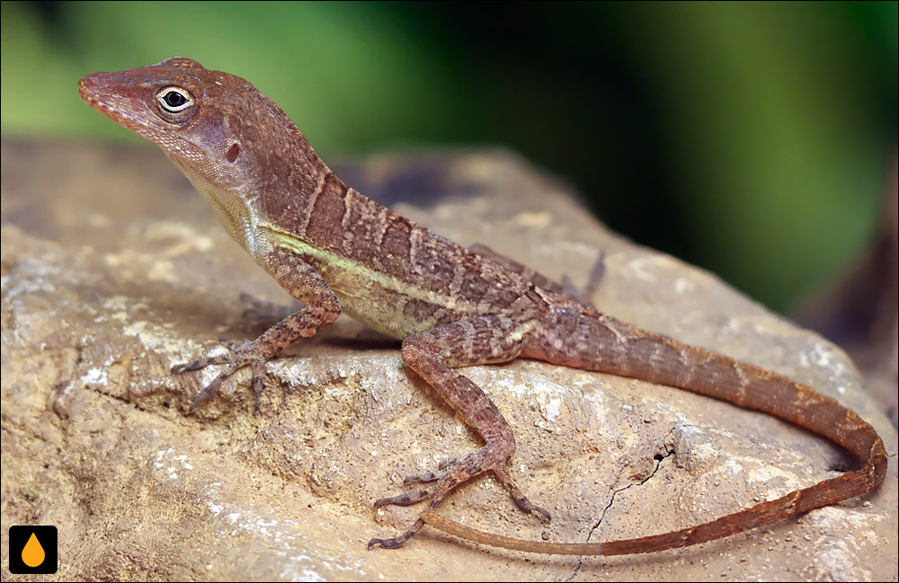 آنول راه‌راه‌پا (آنول خاکستری جامائیکایی)