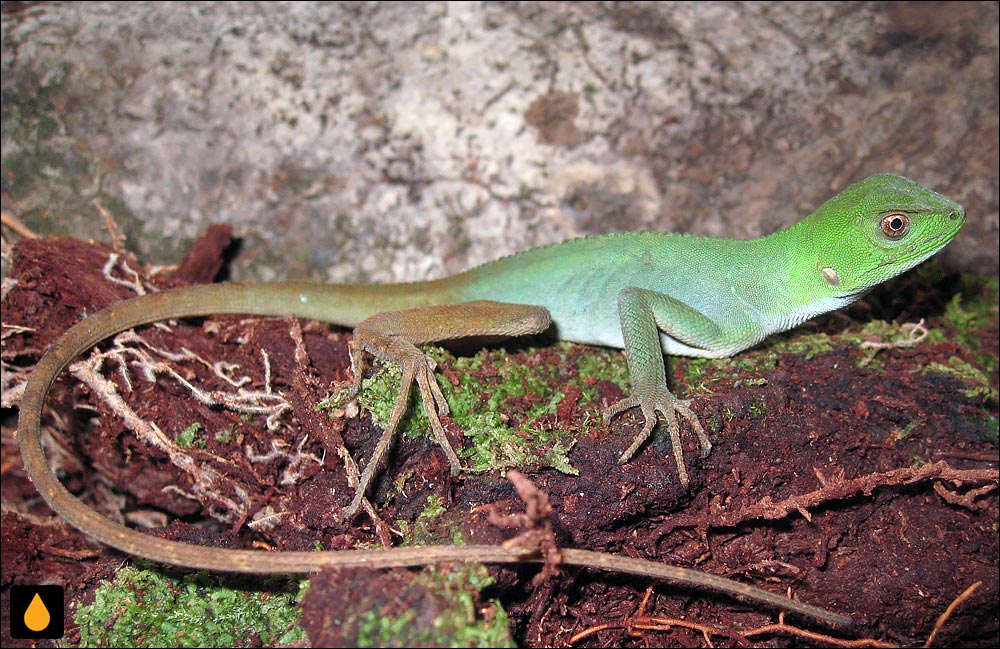 آنول فربه‌سر جکسون