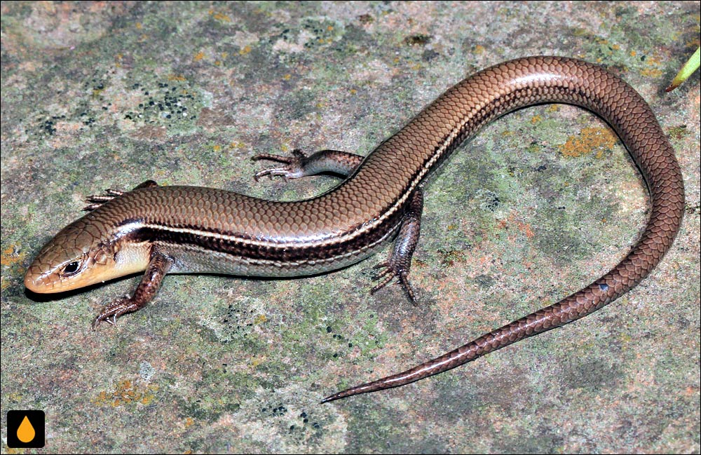 سقنقور مرغزار