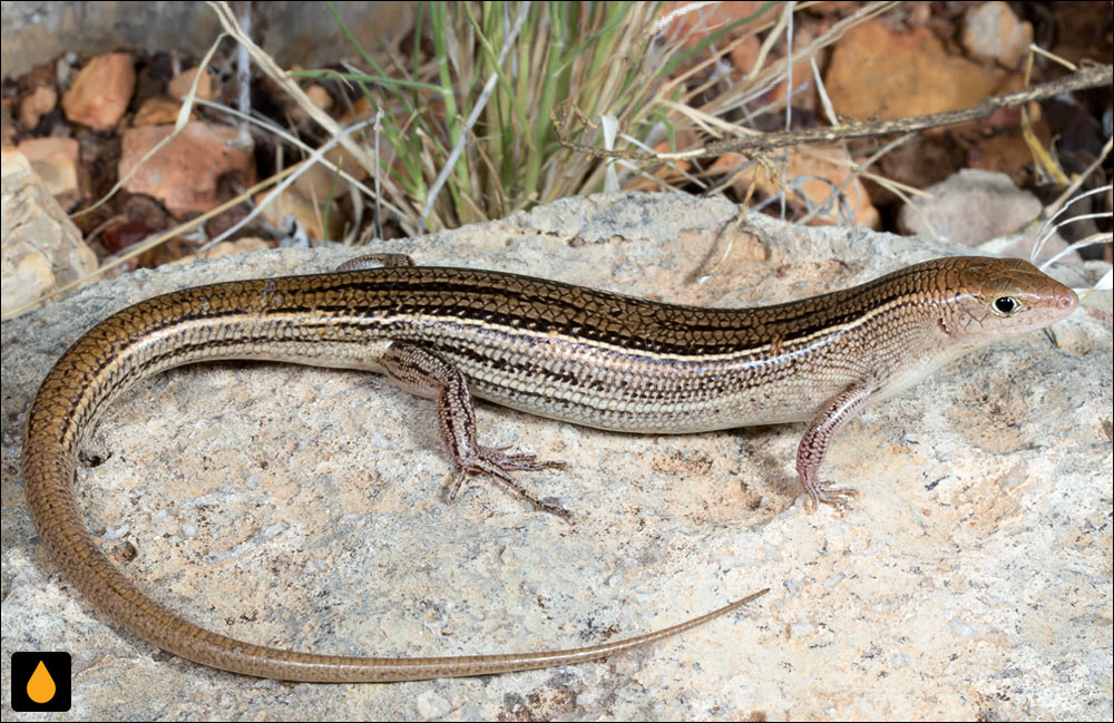 گوش‌شانه‌ای شانه‌نواری