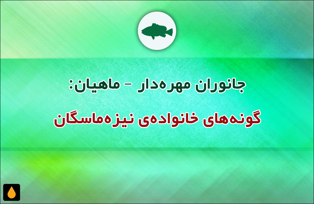 جانوران مهره‌دار - ماهیان: گونه‌های خانواده‌ی نیزه‌ماسگان