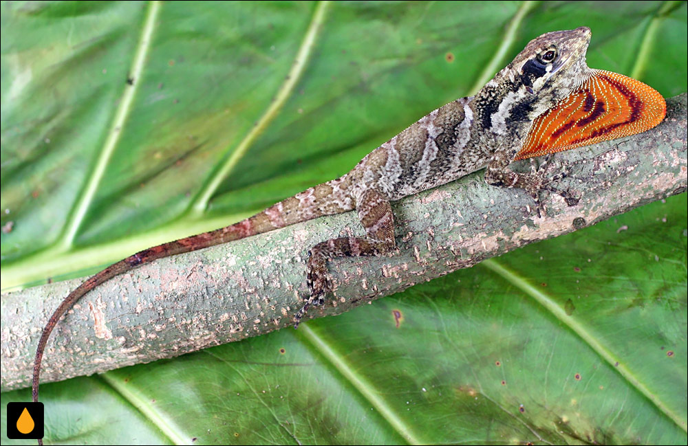 آنول غول‌پیکر هندوراسی