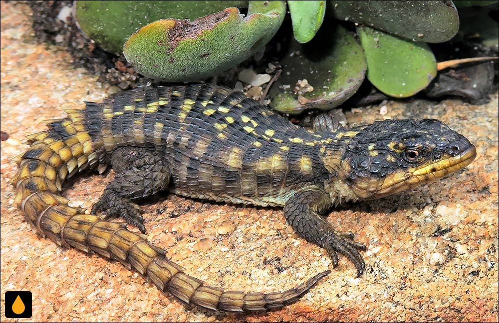 مارمولک کمربنددار ترانسوال