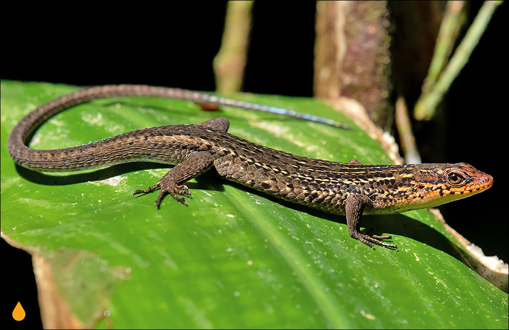خورشیدسقنقور زبرپولک