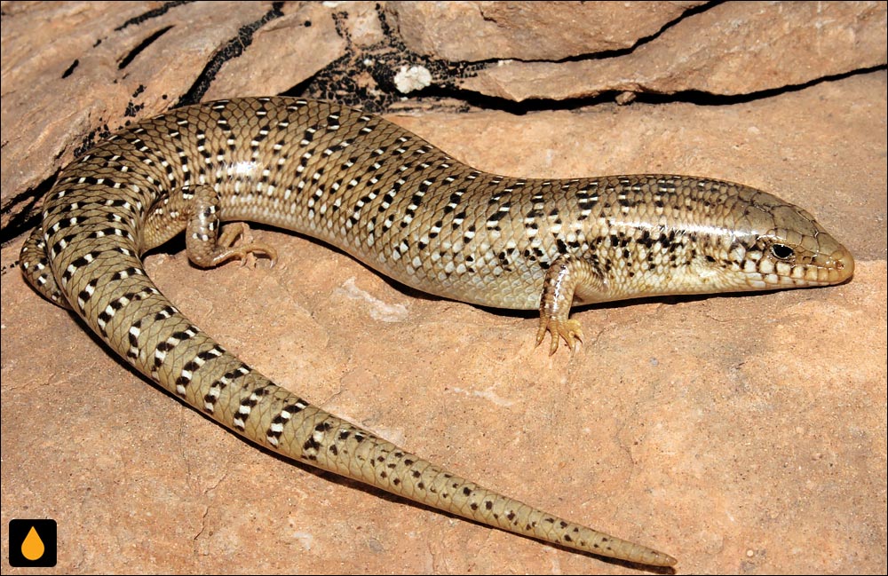 سقنقور خال‌چشمی