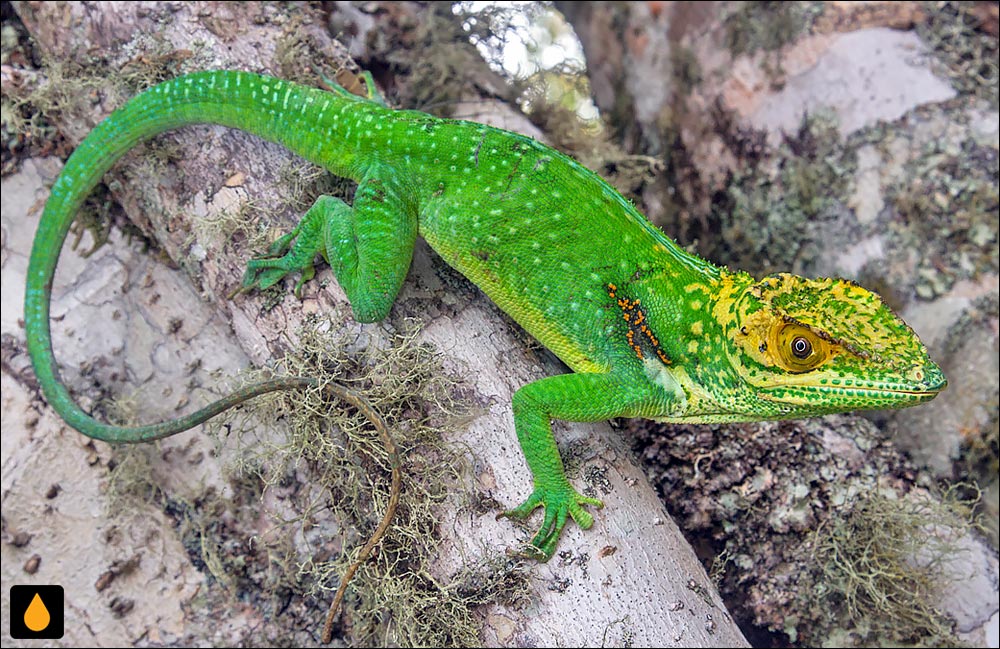 آنول باراکوآ (آنول غولپیکر باراکوآ)