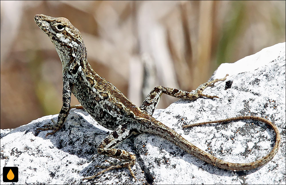 آنول تنومند گلوسیاه