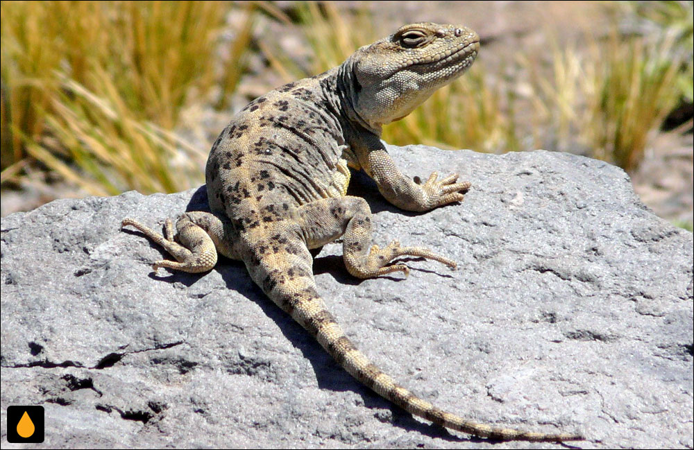 ایگوآنای پلنگی (مارمولک پاتاگونیای پلنگی)