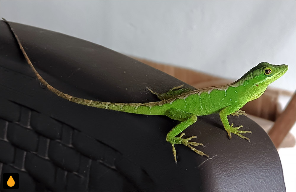 آنول بولانژه