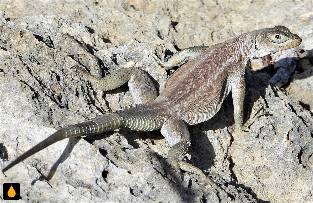 تیزپای ماداگاسکاری آنزامالا (ایگوآنای آبی ماداگاسکاری)