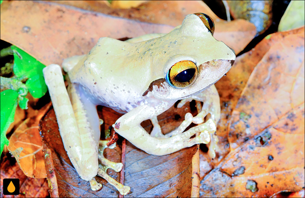 Boophis entingae