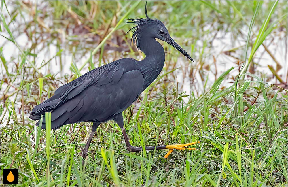 حواصیل سیاه (قار سیاه)