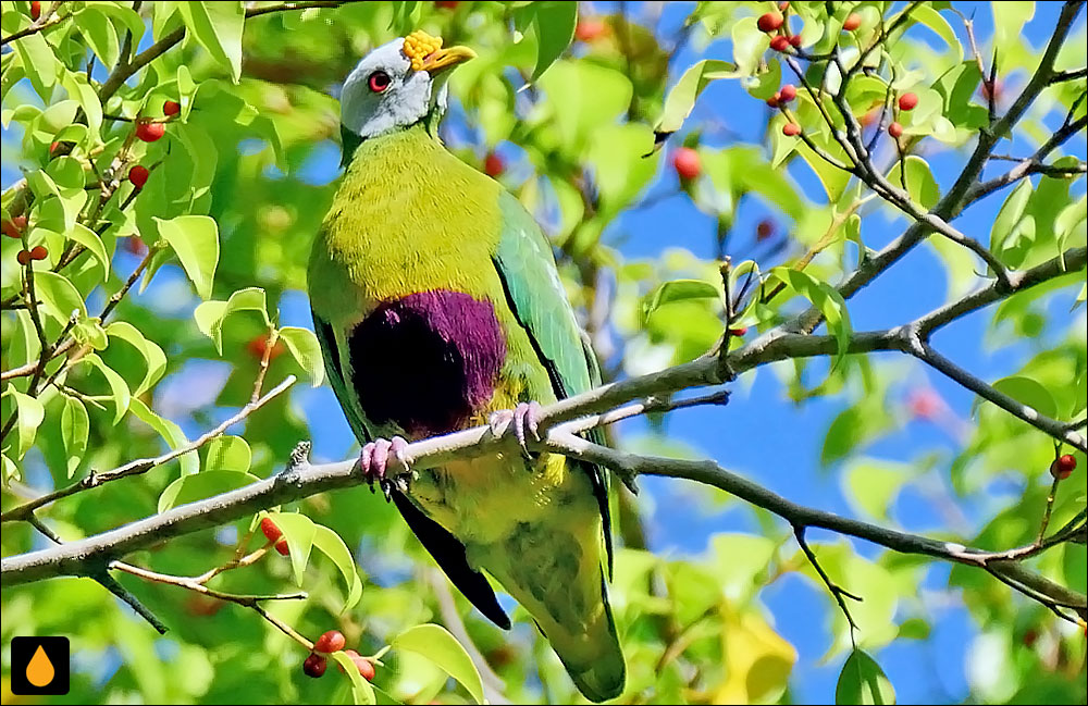 کبوتر میوه‌خوار کارونکول