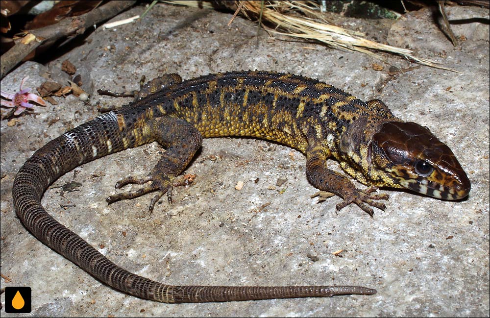 مارمولک شب گرمسیری لیپتز