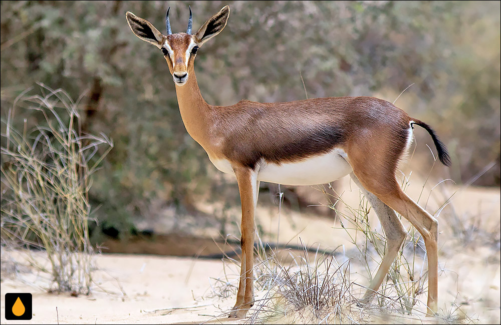 آهوی کوهی (پستانداری از خانواده‌ی گاوان)