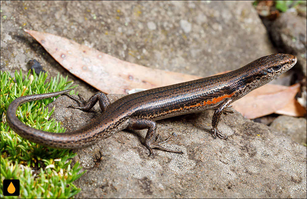 سقنقور چمنی جنوبی