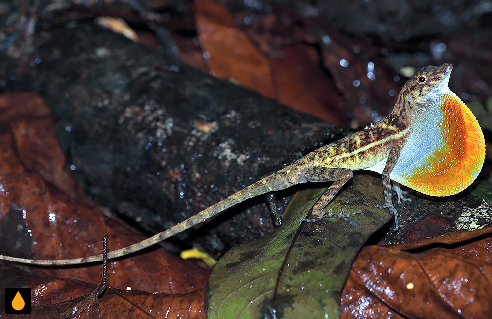 آنول جویباری