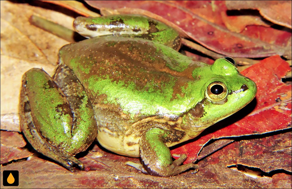 Pseudis fusca