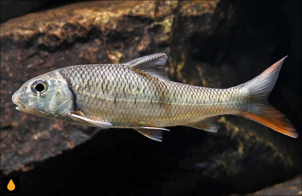 Chagunius baileyi