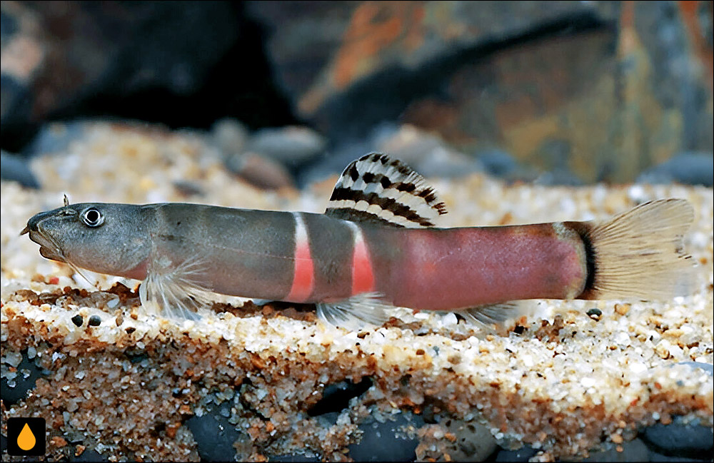 لوچ سوما