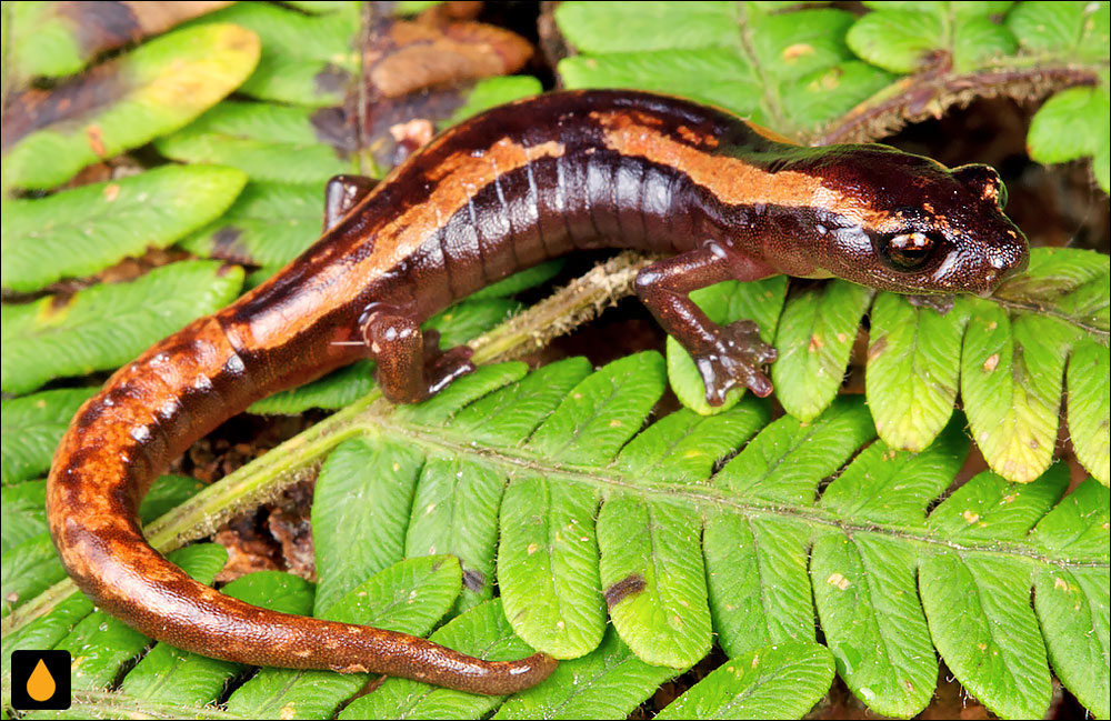 Bolitoglossa centenorum