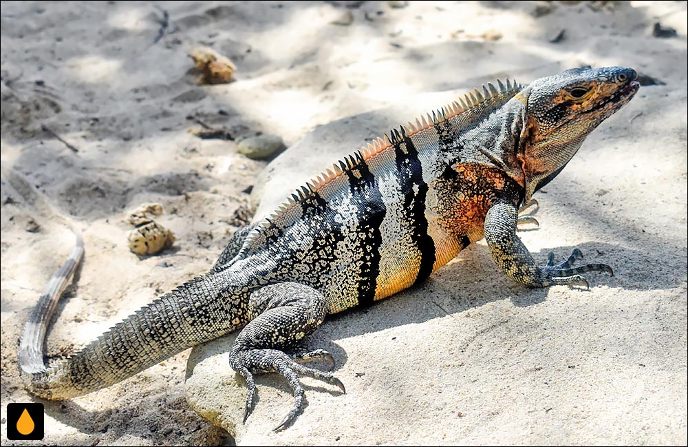 ایگوآنای خاردم سیاه