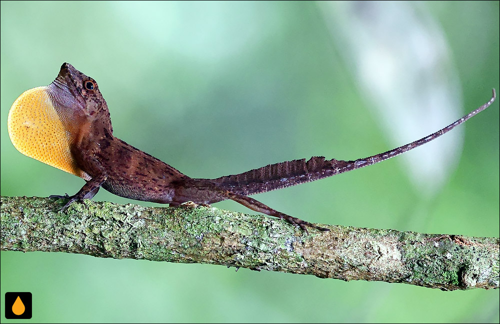 آنول چانه‌زرد (آنول گوندلاخ)