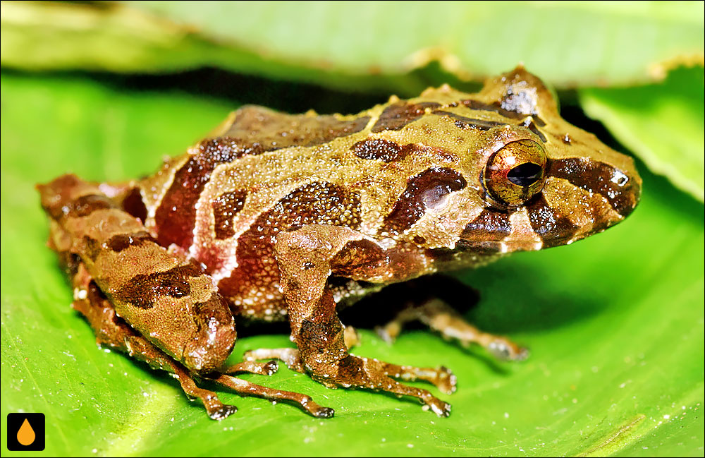 Pristimantis veletis