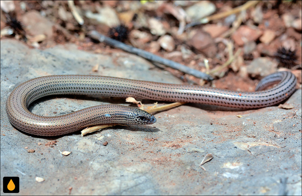 سقنقور ماری یونانی