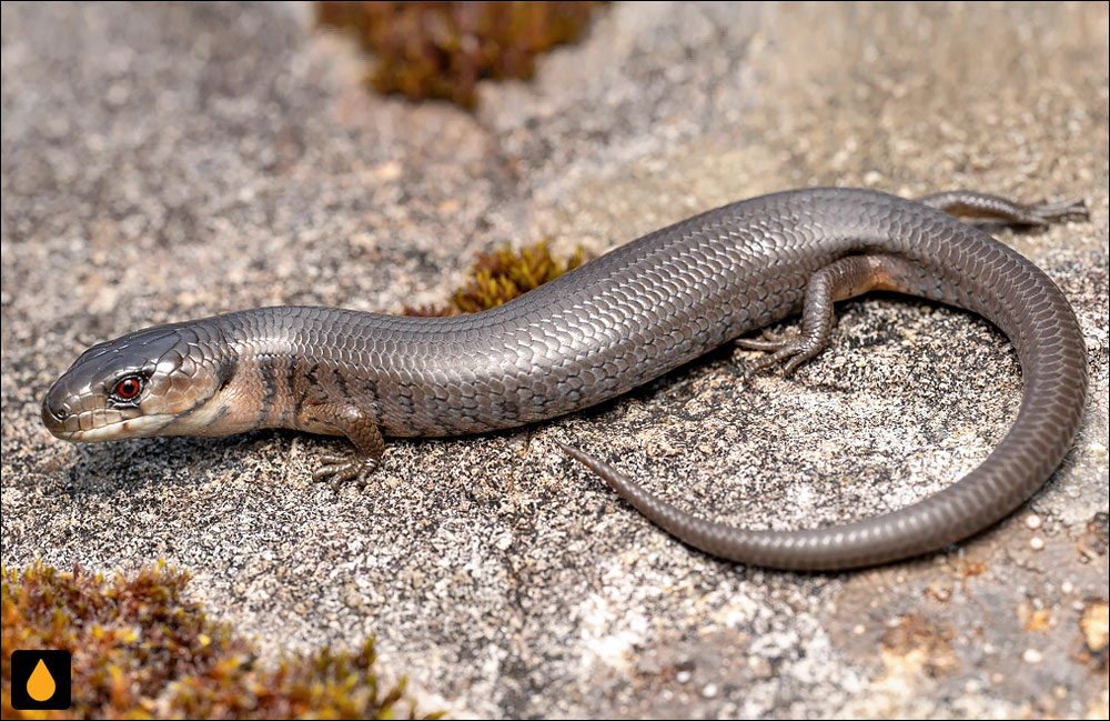 زبان‌آبی باریک شی‌اوک (سقنقور شی‌اوک تاسمانی)