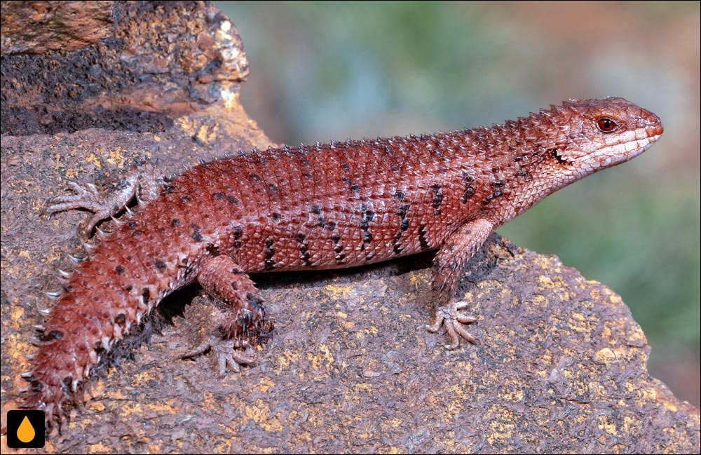 سقنقور خاردم پیلبارای غربی