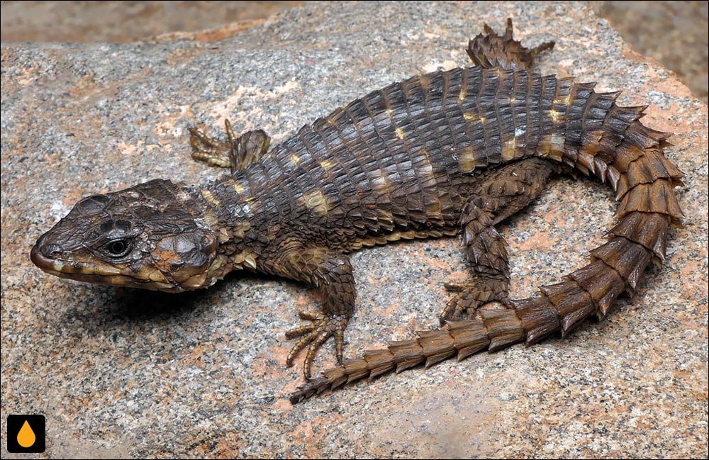 مارمولک کمربنددار رودزیا (مارمولک کمربنددار زیمبابوه)