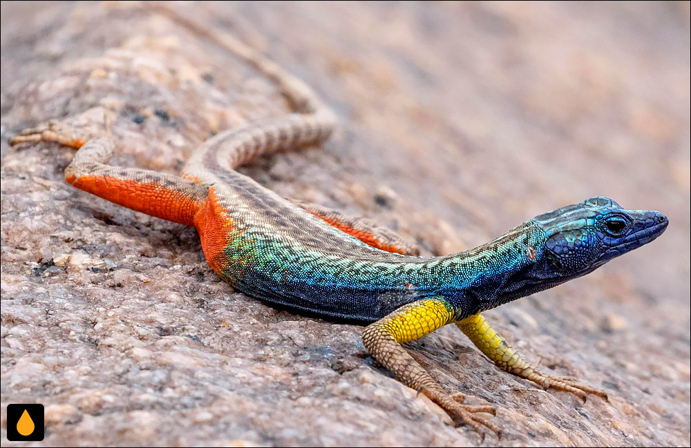 مارمولک تخت اگرابیز (مارمولک تخت برودلی)