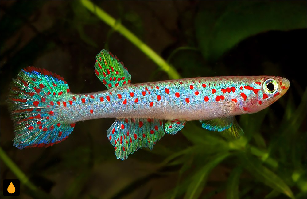 Aphyosemion decorsei