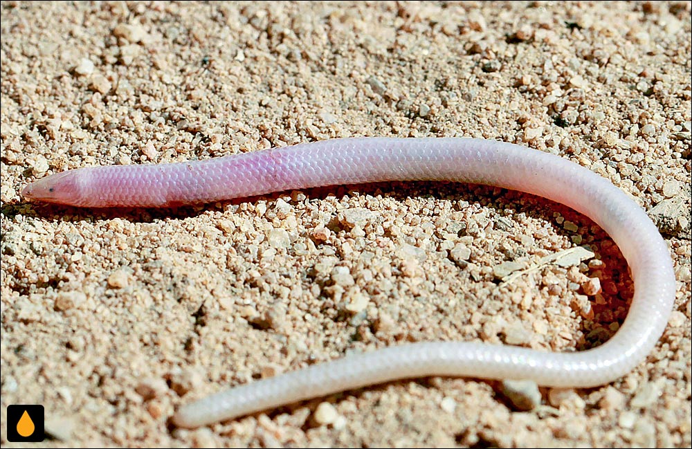 سقنقور دالانساز کور مالاگاسی