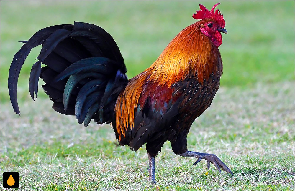 مرغ (پرنده‌ای از خانواده‌ی قرقاولان)