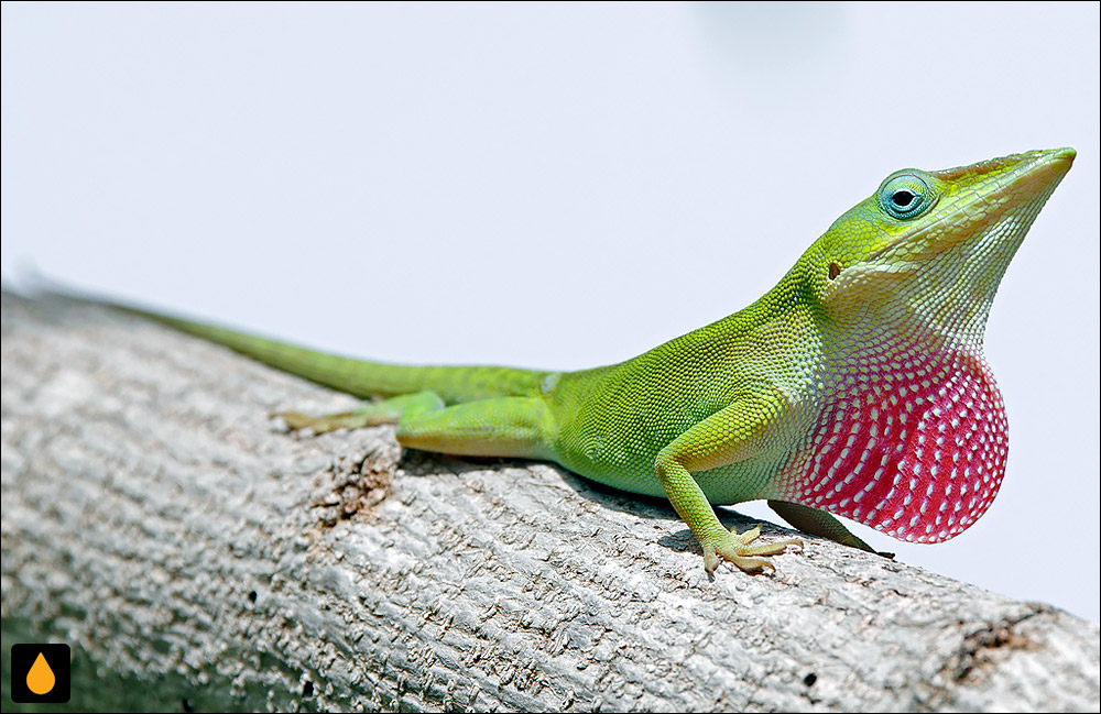 آنول سبز کوبایی