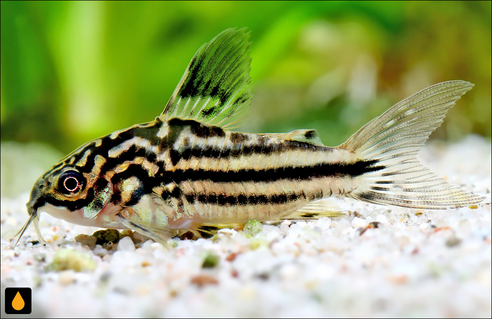 Corydoras nanus