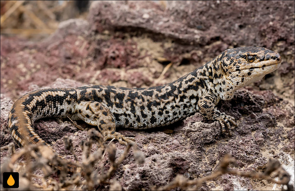 مارمولک شب جزیره