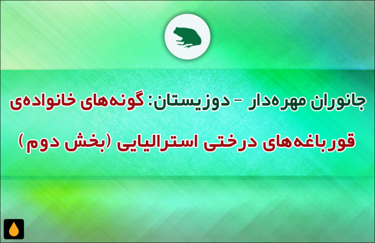 جانوران مهره‌دار - دوزیستان: گونه‌های خانواده‌ی قورباغه‌های درختی استرالیایی (بخش دوم)