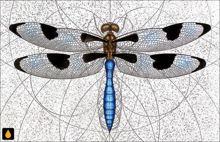 داستان کوتاه سنجاقک به سمت عقب برنمی‌گردد